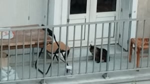 Illustration : "Un chat panique devant ses bienfaiteurs et fait une chute de 6 mètres depuis un balcon mais reste en vie grâce à l'intervention rapide des secours"