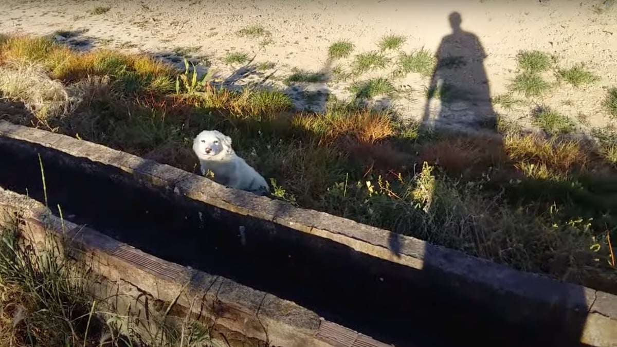 Illustration : "En suivant un joggeur, ce chiot abandonné dans la nature obtient la seconde chance dont il a toujours rêvé (vidéo)"