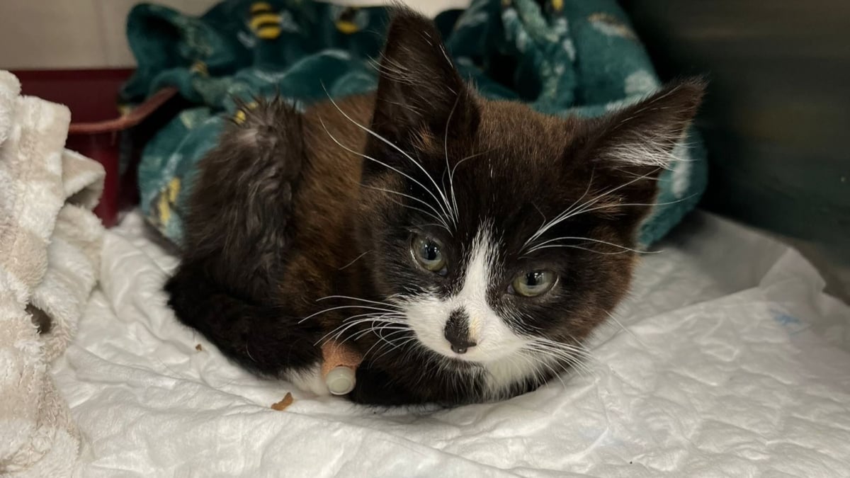 Illustration : "Trouvé seul dans la rue, ce chaton de 8 semaines surmonte les épreuves avec courage et survit à une opération chirurgicale majeure"