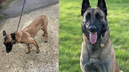 Illustration : Une chienne négligée et abandonnée sous la pluie prend une belle revanche sur le sort en intégrant la police