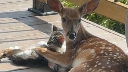 Illustration : La vidéo attendrissante d’un chat et d’un faon profitant d’un moment de tendresse sur une terrasse (vidéo) 