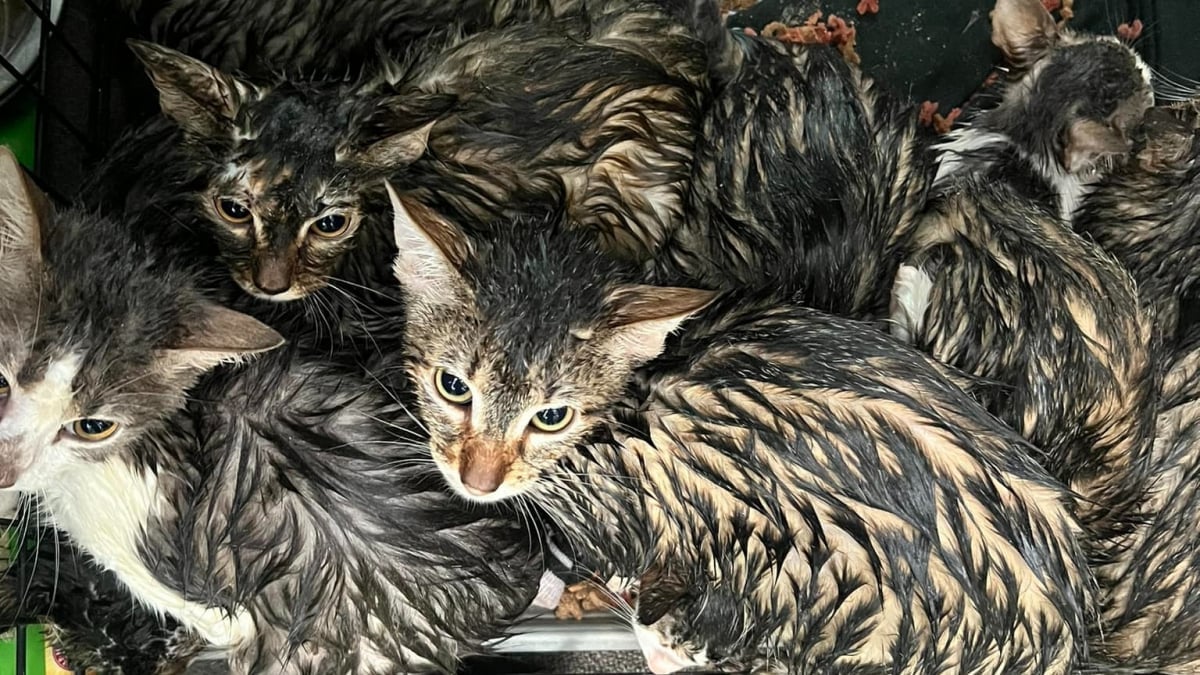 Illustration : "Plus de 15 chats abandonnés dans des cages sous la pluie sont désormais en sécurité et en voie de récupération"