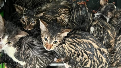 Illustration : Plus de 15 chats abandonnés dans des cages sous la pluie sont désormais en sécurité et en voie de récupération