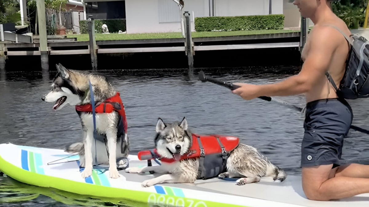 Illustration : "Un homme emmène ses Huskies faire du paddle board et provoque un joyeux chaos dans l'eau (vidéo)"