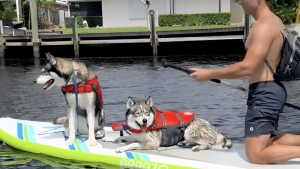 Illustration : "Un homme emmène ses Huskies faire du paddle board et provoque un joyeux chaos dans l'eau (vidéo)"