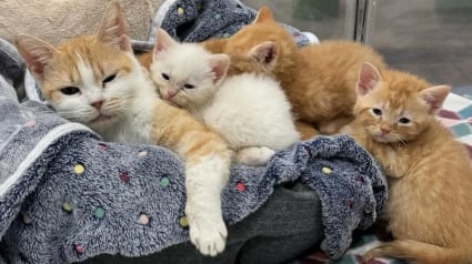 Illustration : Une femme charmée par une chatte et ses nouveau-nés au refuge promet de revenir les chercher pour leur offrir une vie meilleure