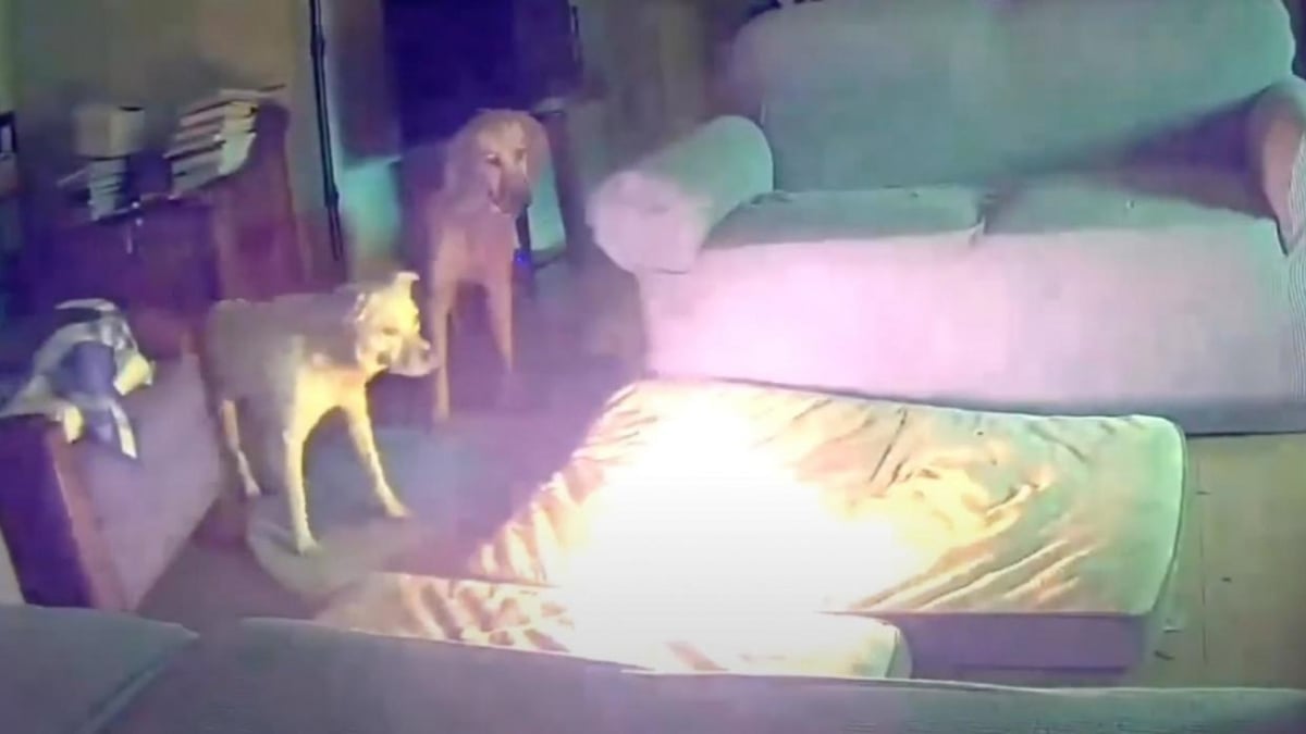 Illustration : "Un chien mâchouille une batterie externe et provoque un incendie dans sa maison mais parvient à s'échapper (vidéo) "