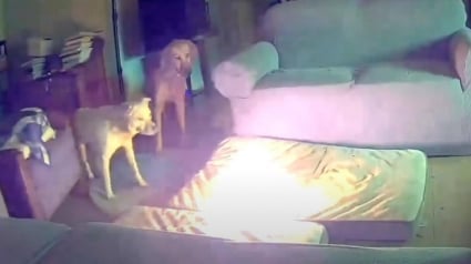 Illustration : Un chien mâchouille une batterie externe et provoque un incendie dans sa maison mais parvient à s'échapper (vidéo) 