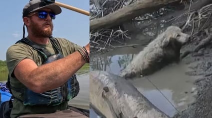 Illustration : Un canoéiste se mue en héros en apercevant une chienne coincée sous un tronc d'arbre et pataugeant dans la boue