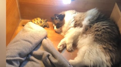 Illustration : En adoptant un chat, elle n’imaginait pas que sa tortue âgée s’épanouirait à nouveau (vidéo) 