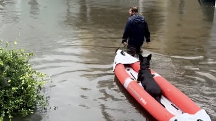 Illustration : Un maître dévoué brave l’inondation pour permettre à son chien de faire ses besoins sur la terre ferme (vidéo)