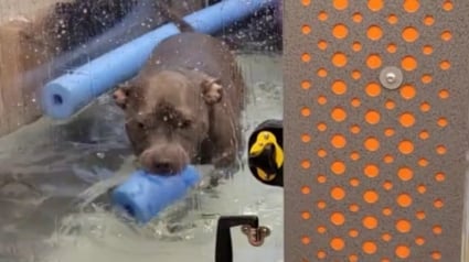 Illustration : Déjà mécontente de devoir faire de l'exercice sur le tapis roulant aquatique, cette chienne devient folle quand on y ajoute une "option" (vidéo)