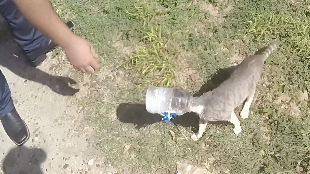 Illustration : "De généreux policiers se démènent sous une chaleur étouffante pour sauver un chat qui s’est coincé la tête dans un bocal (vidéo)"