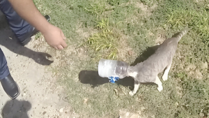 Illustration : De généreux policiers se démènent sous une chaleur étouffante pour sauver un chat qui s’est coincé la tête dans un bocal (vidéo)