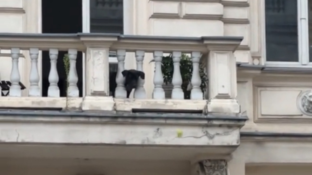 Illustration : "Un chien en quête de compagnons de jeu jette aux passants sa balle de tennis depuis le balcon en espérant qu'ils la lui relancent (vidéo) "