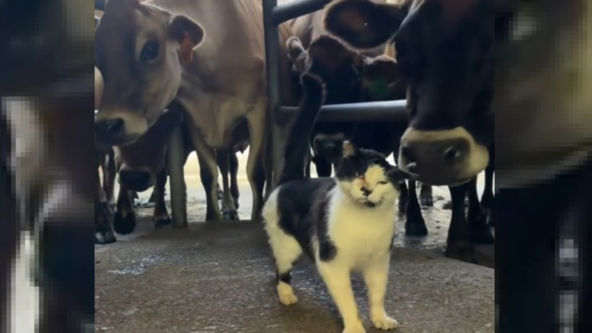 Illustration : "Cette chatte de ferme n'est jamais aussi heureuse que lorsqu'elle est entourée de ses amies les vaches (vidéo)"