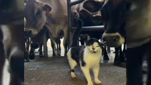 Illustration : "Cette chatte de ferme n'est jamais aussi heureuse que lorsqu'elle est entourée de ses amies les vaches (vidéo)"