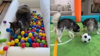 Illustration : La maîtresse de 2 Huskies transforme sa maison en aire de jeux pour leur permettre de s'amuser au frais (vidéo)