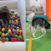 Illustration : La maîtresse de 2 Huskies transforme sa maison en aire de jeux pour leur permettre de s'amuser au frais (vidéo)