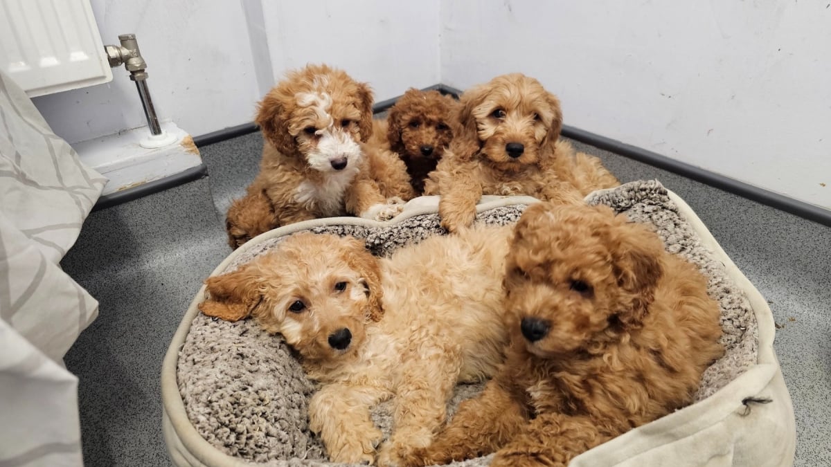 Illustration : "24 chiots découverts enfermés dans des boîtes à l'intérieur d'un camion trouvent la famille de leurs rêves et savourent leur nouvelle vie"