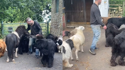 Illustration : Quand il rentre chez lui, cet homme est accueilli quotidiennement par 10 grands chiens, des moutons et un poney