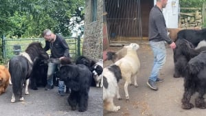 Illustration : "Quand il rentre chez lui, cet homme est accueilli quotidiennement par 10 grands chiens, des moutons et un poney"