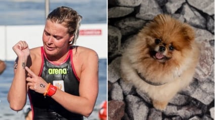 Illustration : Après avoir songé à tout arrêter après le décès de son chien, une nageuse olympique gagne la médaille d’or et lui dédie sa victoire (vidéo)