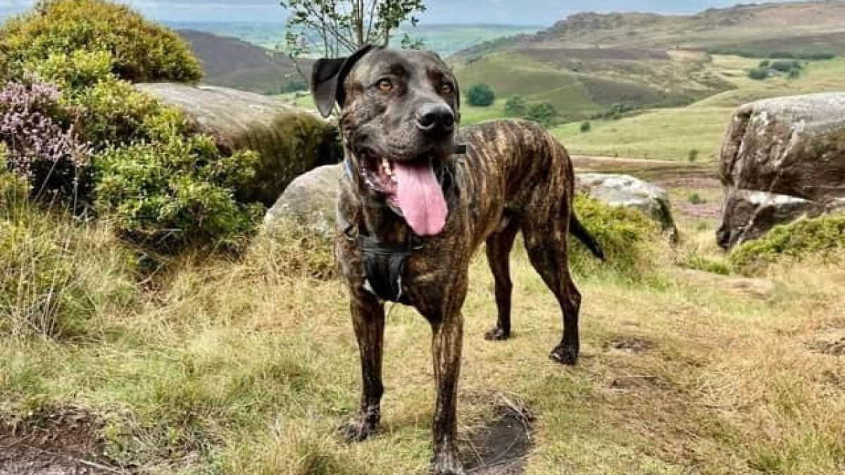 Illustration : "Depuis son sauvetage d’un ring de combat, ce Cane Corso profite d’une vie merveilleuse dans sa nouvelle famille"