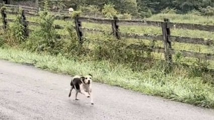 Illustration : Livrés à eux-mêmes après le décès de leur maîtresse, 3 chiens âgés trouve un nouveau foyer chez une voisine au grand cœur (vidéo)