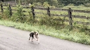 Illustration : "Livrés à eux-mêmes après le décès de leur maîtresse, 3 chiens âgés trouve un nouveau foyer chez une voisine au grand cœur (vidéo)"