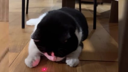 Illustration : Ce chat savoure sa victoire après avoir enfin réussi à "manger" le point lumineux rouge (vidéo)