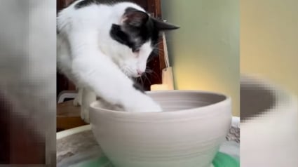 Illustration : Le chat d'une céramiste décide de se mettre à la poterie à son tour et présente fièrement sa création (vidéo)