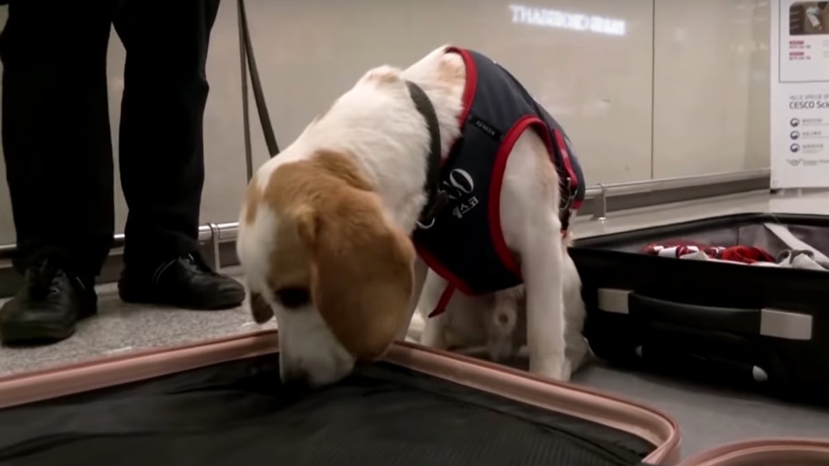 Illustration : "Un chien renifleur de punaises de lit attend les athlètes revenus au pays après les Jeux Olympiques"