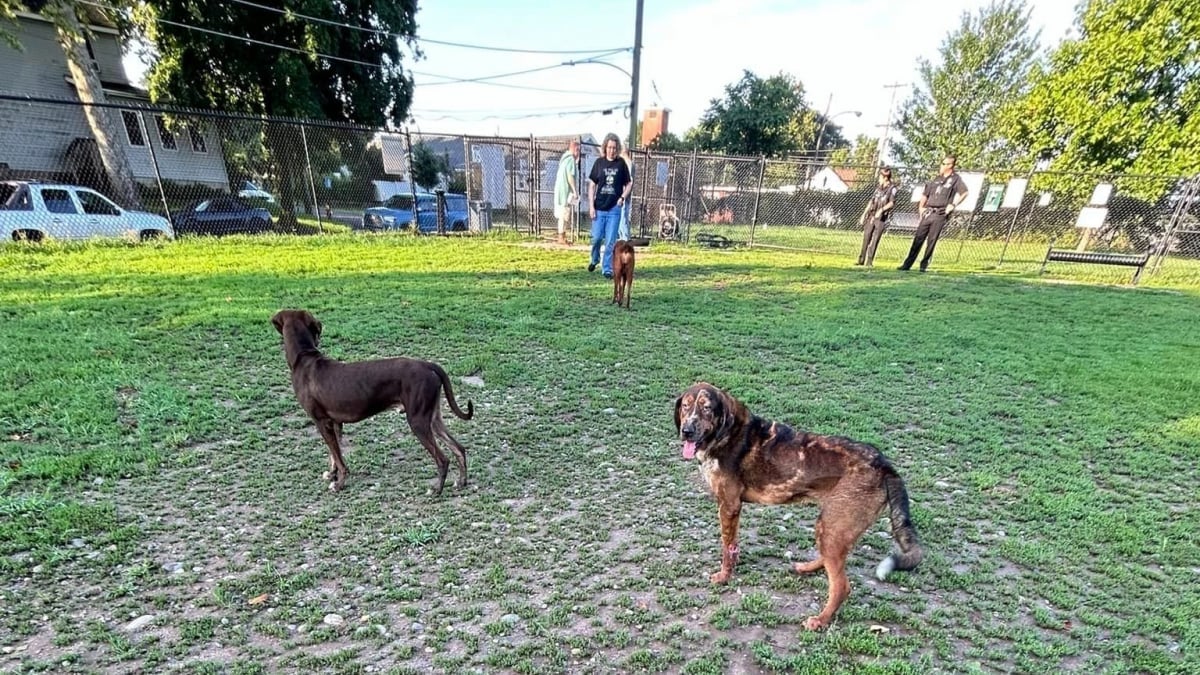 Illustration : "Abandonnés dans un parc après avoir été retirés de leur maîtresse, 6 chiens secourus espèrent trouver une famille pour la vie"