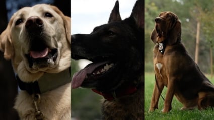 Illustration : 3 chiens spécialisés aident les pompiers et les familles à faire face à un gigantesque feu de forêt