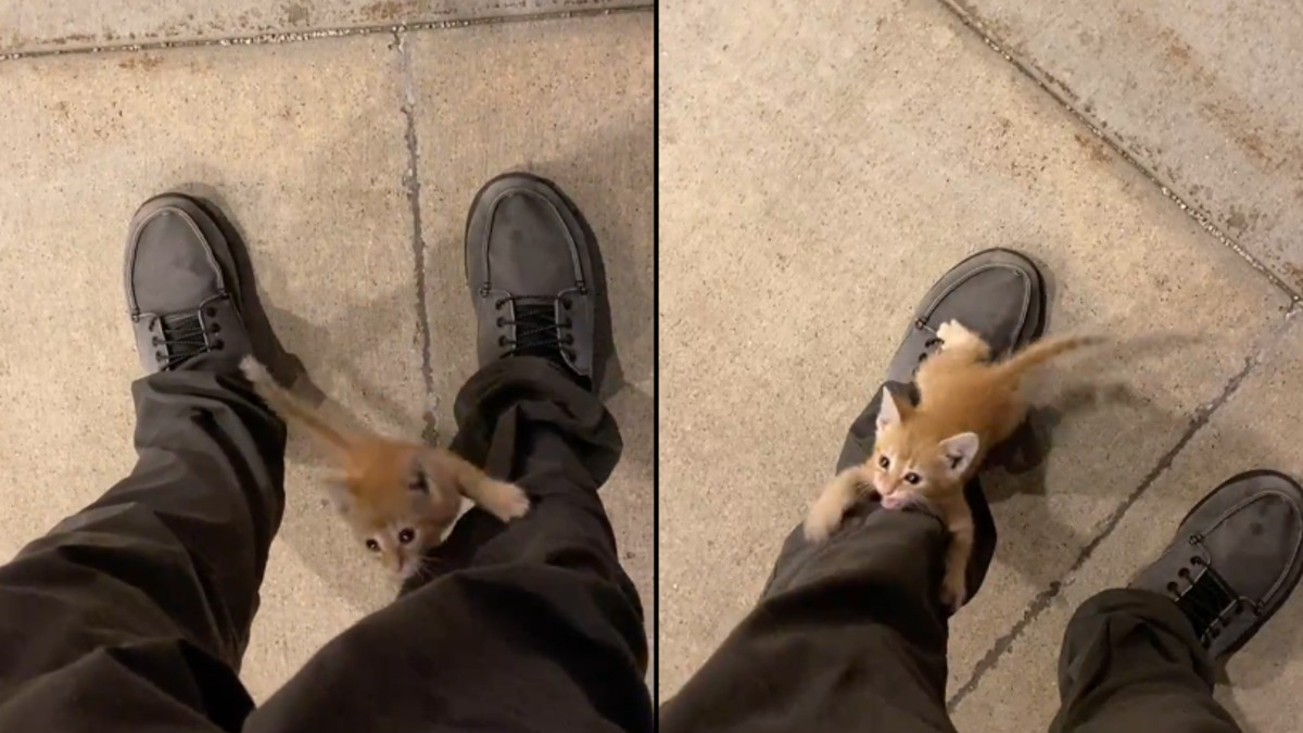 Illustration : "Un chaton errant surprend un travailleur de nuit en s'accrochant à son pantalon et 