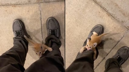 Illustration : Un chaton errant surprend un travailleur de nuit en s'accrochant à son pantalon et "l'élu" comprend qu'il n'a pas d'autre choix que de le recueillir (vidéo)