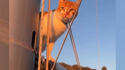 Illustration : Madeline, la chatte vivant sur un bateau avec son chien en peluche, fête le premier anniversaire de son adoption (vidéo)