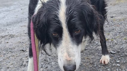 Illustration : Perdu à cause d'un orage, un Border Collie retrouve sa famille après avoir parcouru 33 kilomètres