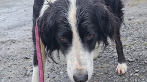 Illustration : "Perdu à cause d'un orage, un Border Collie retrouve sa famille après avoir parcouru 33 kilomètres"