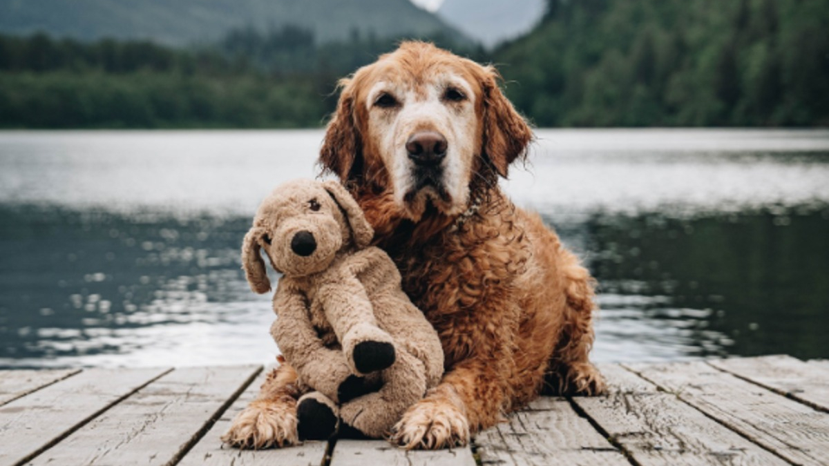 Illustration : "Ce Golden Retriever et son sosie en peluche fêtent leurs 7 ans d'amitié avec une photo pleine de tendresse"