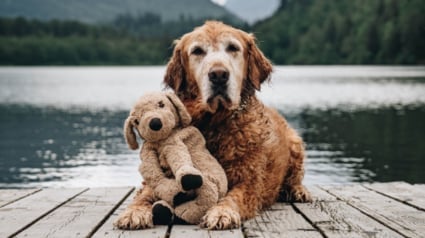 Illustration : Ce Golden Retriever et son sosie en peluche fêtent leurs 7 ans d'amitié avec une photo pleine de tendresse