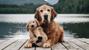 Illustration : "Ce Golden Retriever et son sosie en peluche fêtent leurs 7 ans d'amitié avec une photo pleine de tendresse"