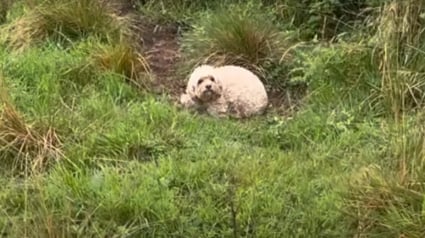 Illustration : La famille d'un chien introuvable depuis 5 jours reçoit l'aide inespérée d'un ancien militaire et de son drone à caméra thermique (vidéo)