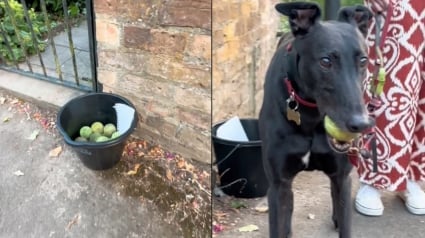 Illustration : Un couple promenant son chien découvre un seau plein de balles de tennis avec un message surprenant (vidéo)