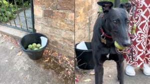 Illustration : Un couple promenant son chien découvre un seau plein de balles de tennis avec un message surprenant (vidéo)