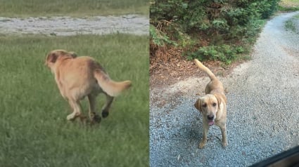 Illustration : Un chien errant souffrant de solitude court après un bus pour rattraper son seul et unique ami