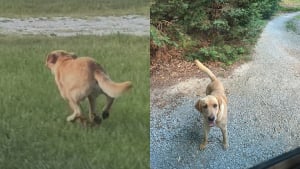 Illustration : Un chien errant souffrant de solitude court après un bus pour rattraper son seul et unique ami