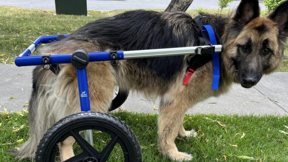 Illustration : "Une femme offre une seconde chance et un fauteuil roulant à ce chien victime d’un accident"