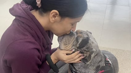 Illustration : Maltraitée avant d'être abandonnée par ses anciens propriétaires, une femelle Bouledogue Anglais réussit à trouver une famille pour toujours en choisissant la bonne maison (vidéo)